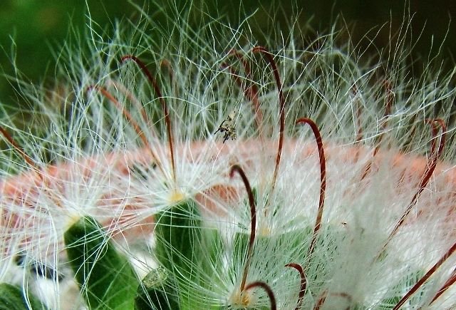 Mammillaria_ guezolwiana 'splendens' 03